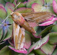 Image of elephant hawk-moth