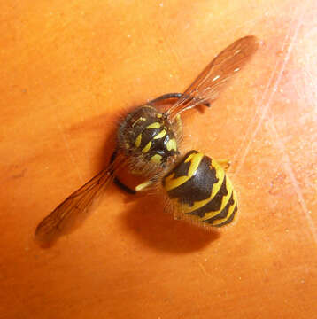 Image of Common wasp