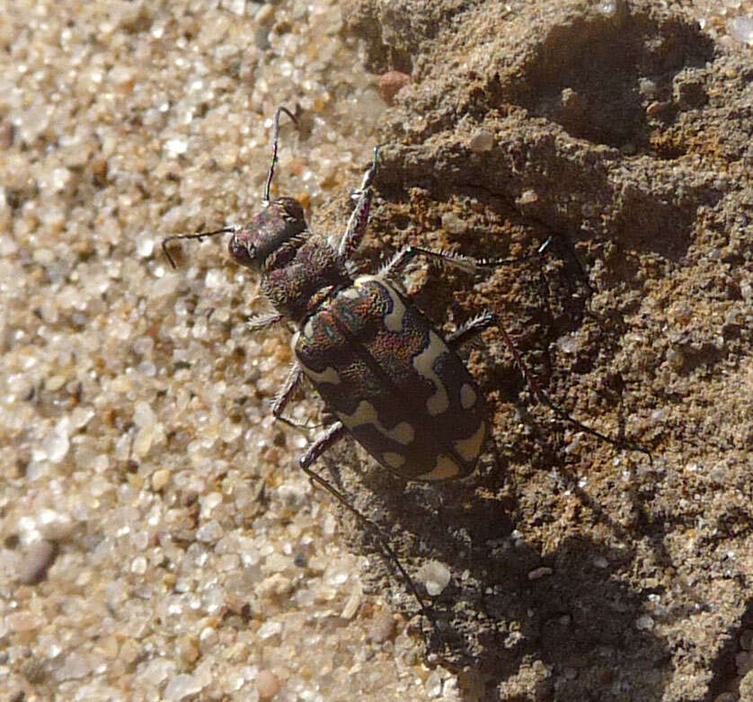 Image of Dune tiger beetle