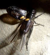 Image of two-spotted cricket