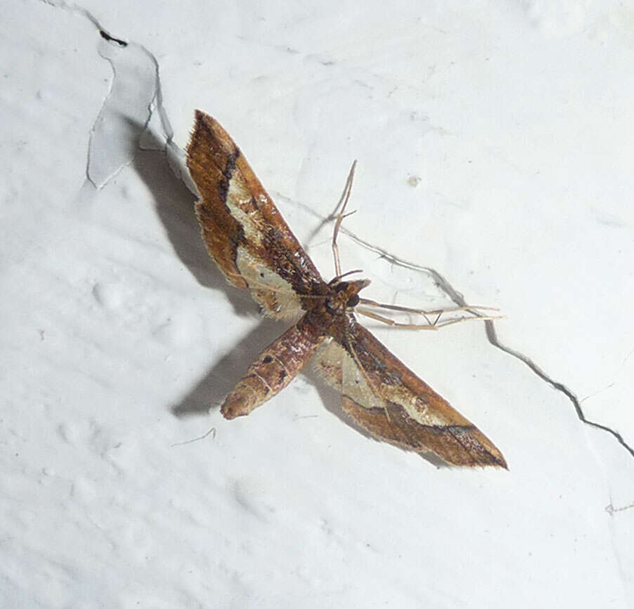 Image of Ornate Hydriris Moth