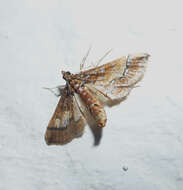 Image of Ornate Hydriris Moth