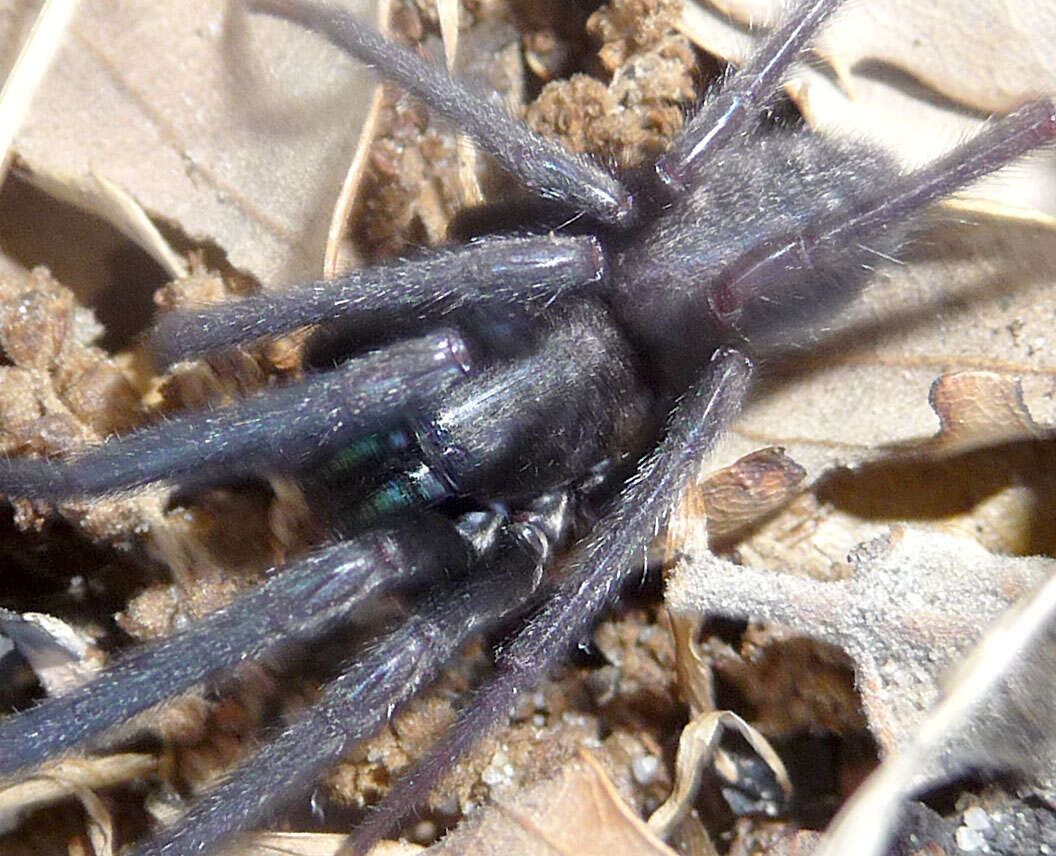 Image of Cellar Spider