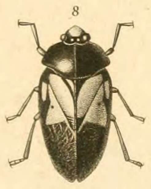Image of Choconta circulata (Guérin-Méneville 1844)