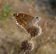 Image of Mallow Skipper