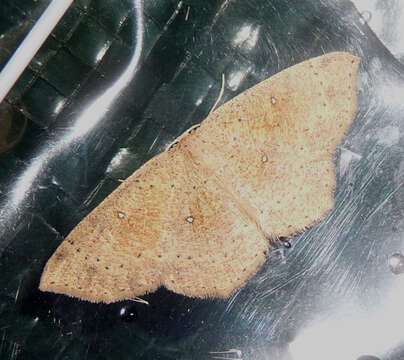 Imagem de Cyclophora porata Fabricius