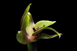 Image of Large bird orchid