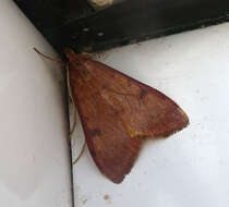 Image of Moth