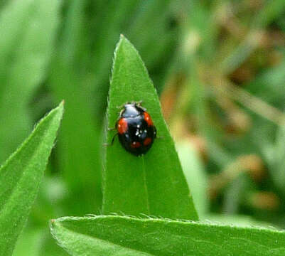 Image of twospotted lady beetle