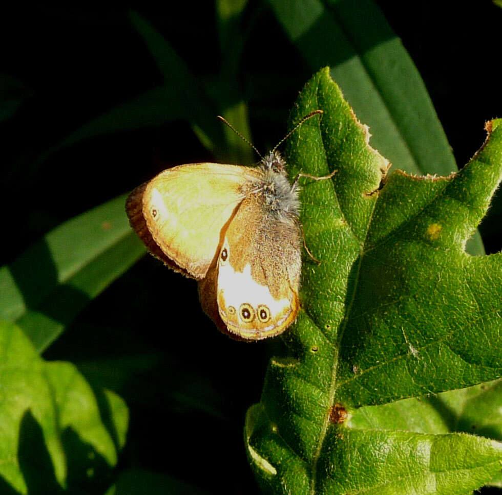 Image of pearly heath