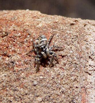 Image of jumping spiders