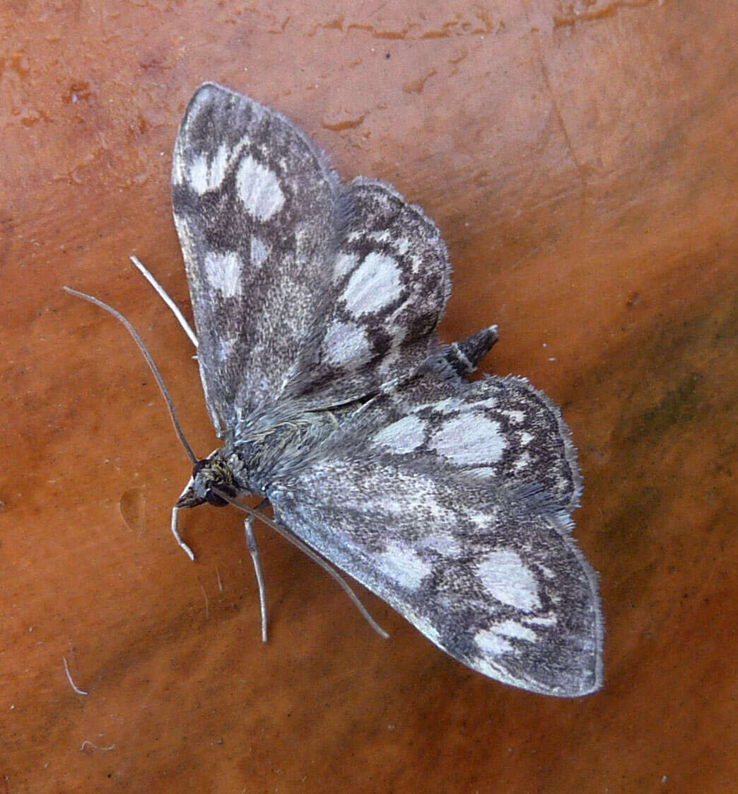 Слика од Anania coronata