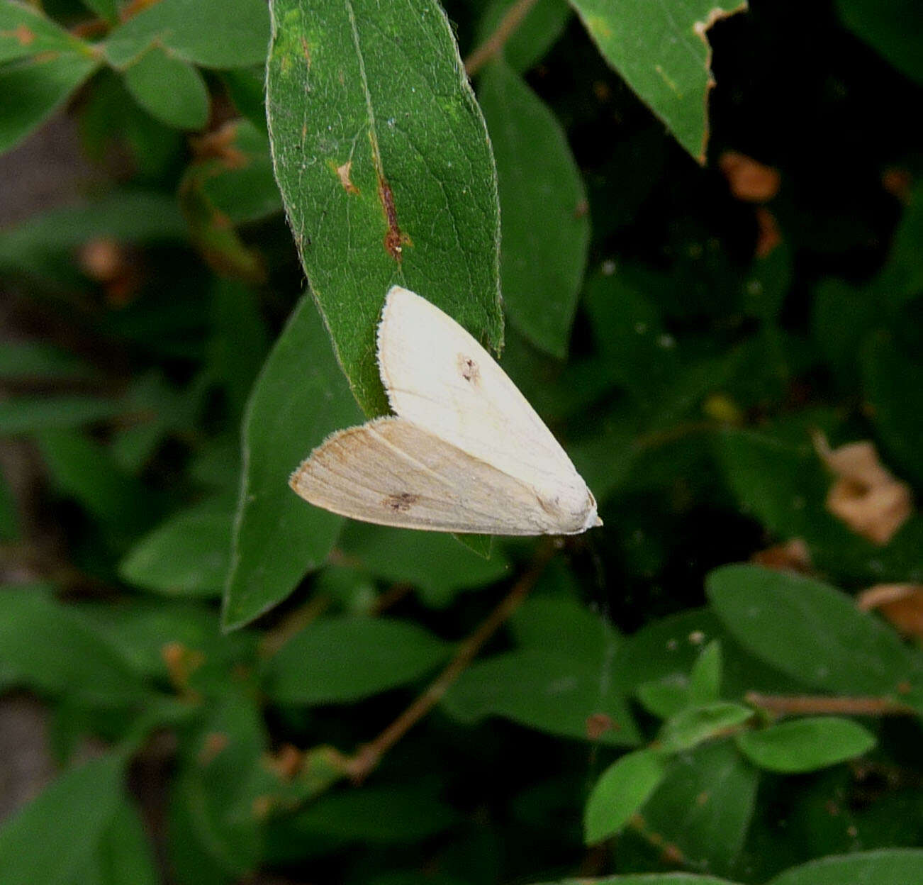 Imagem de Rivula sericealis Scopoli 1863