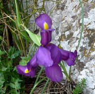 Image of Spanish iris