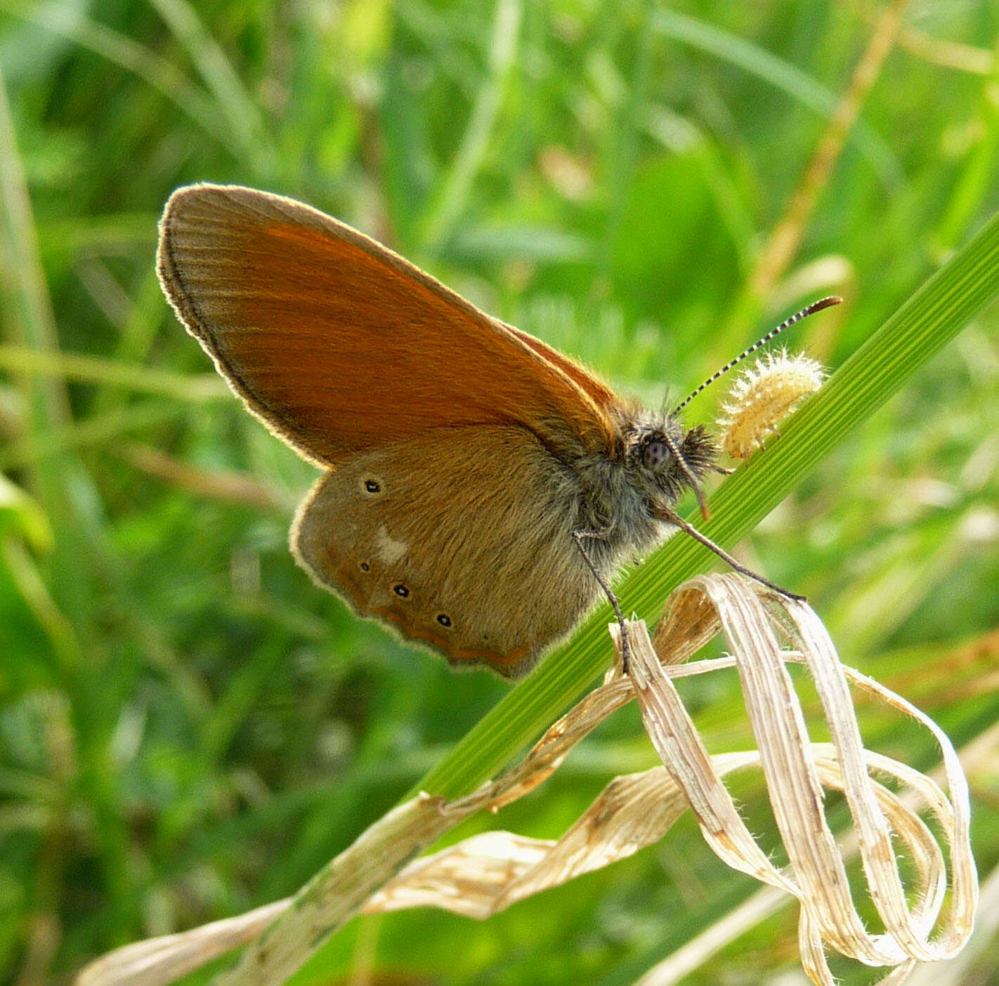 Image of Coenonympha glycerion