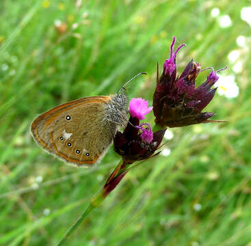 Image of Coenonympha glycerion