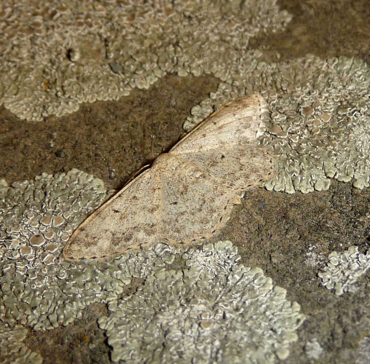 Image of mullein wave