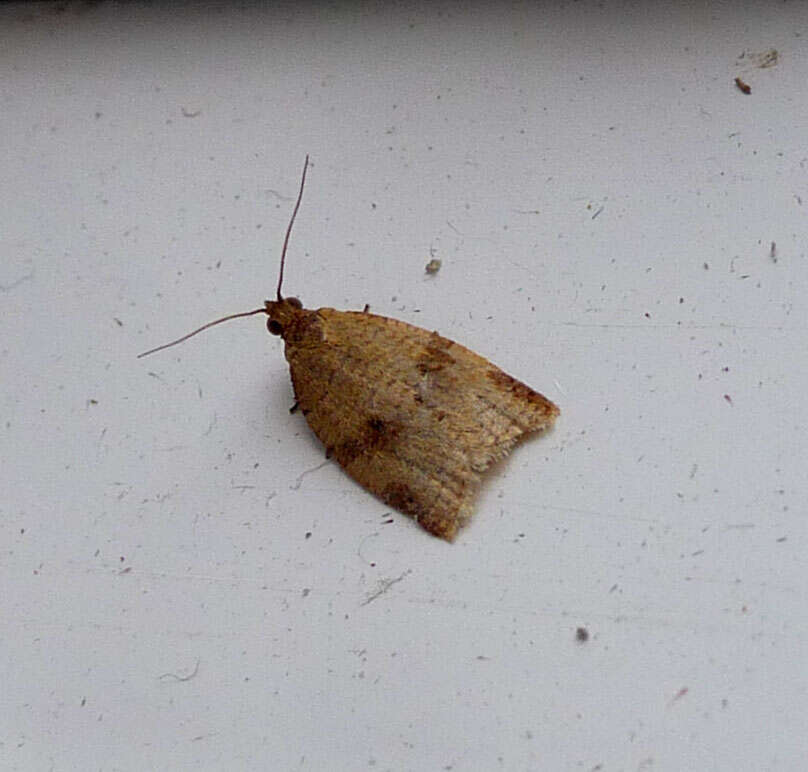 Image of Acleris notana Donovan 1806