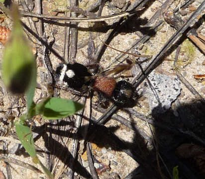 Image of Ronisia barbarula (Petersen 1988)