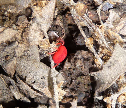 Image of micro velvet mites