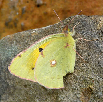 Image of clouded yellow