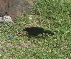 Image of Carib Grackle