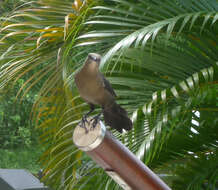 Image of Carib Grackle