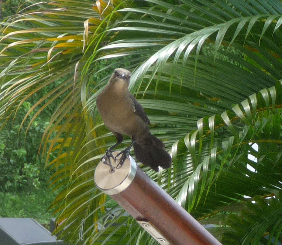 Image of Carib Grackle