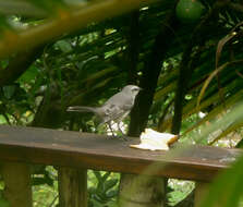 Image of Tropical Mockingbird