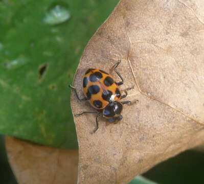 Image de Coleomegilla maculata (De Geer 1775)