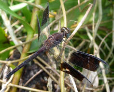 Sivun Erythrodiplax umbrata (Linnaeus 1758) kuva