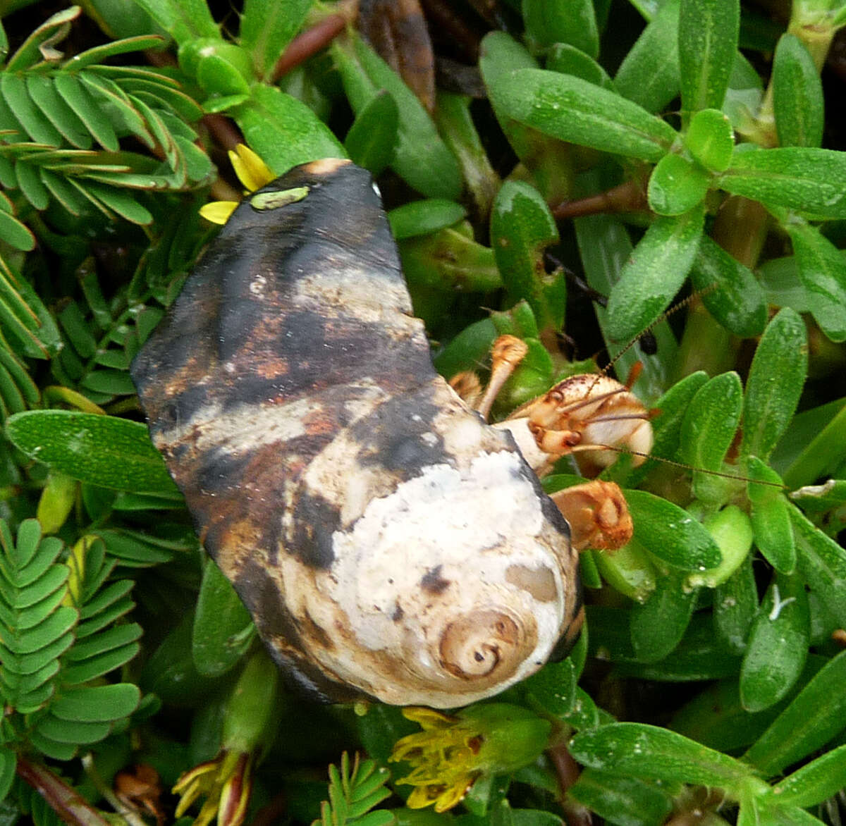 Image of Hermit Crabs