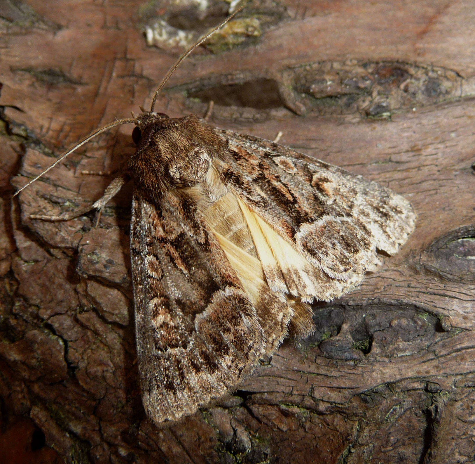 Image of straw underwing