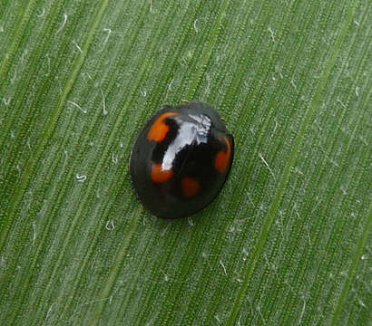 Image of Pine Lady Beetle