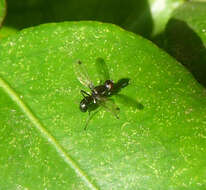 Image of Black scavenger fly