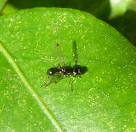 Image of Black scavenger fly