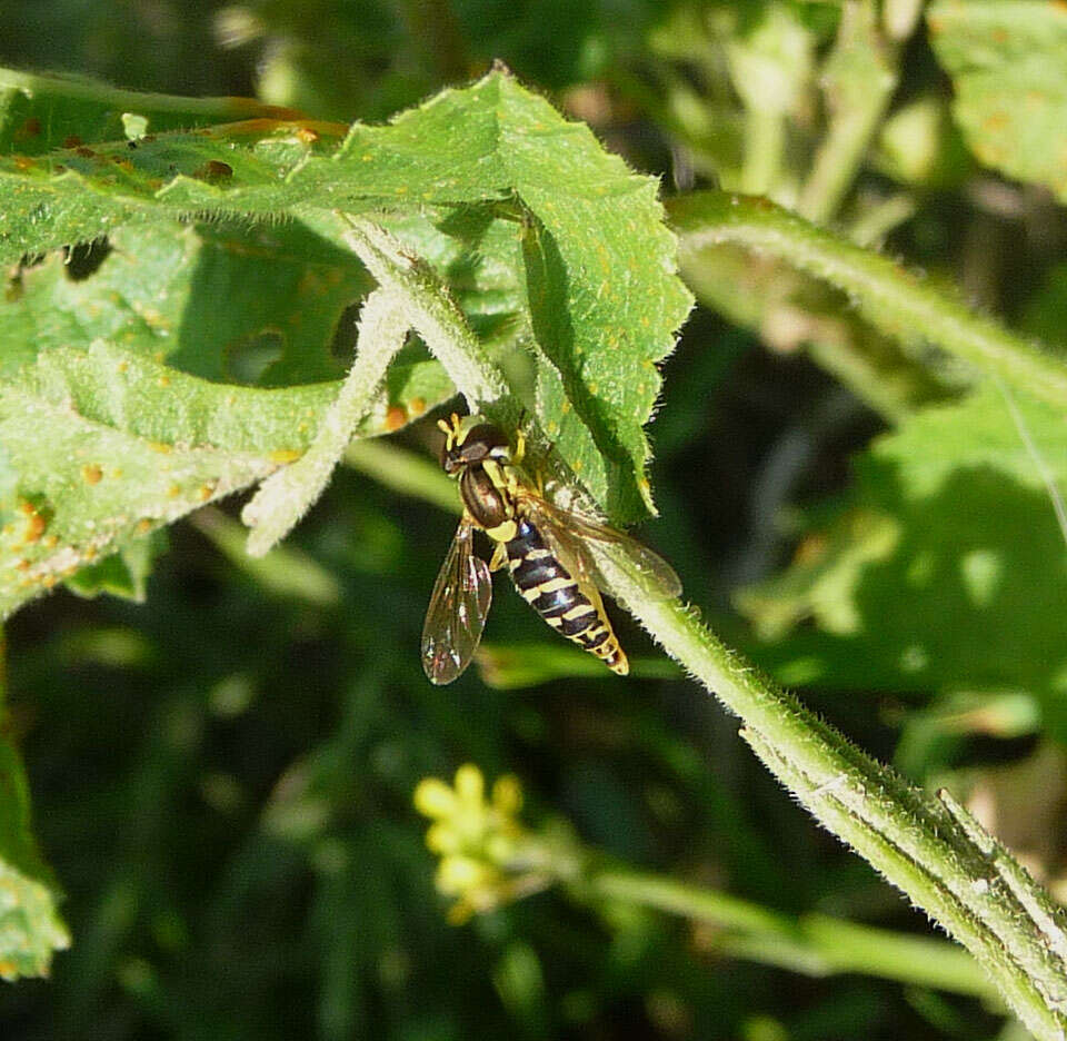 Sphaerophoria scripta (Linnaeus 1758) resmi