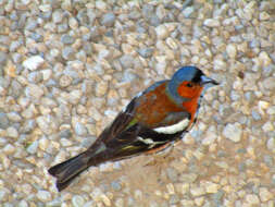 Image of Fringilla Linnaeus 1758