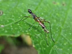 Micropeza corrigiolata (Linnaeus 1767) resmi