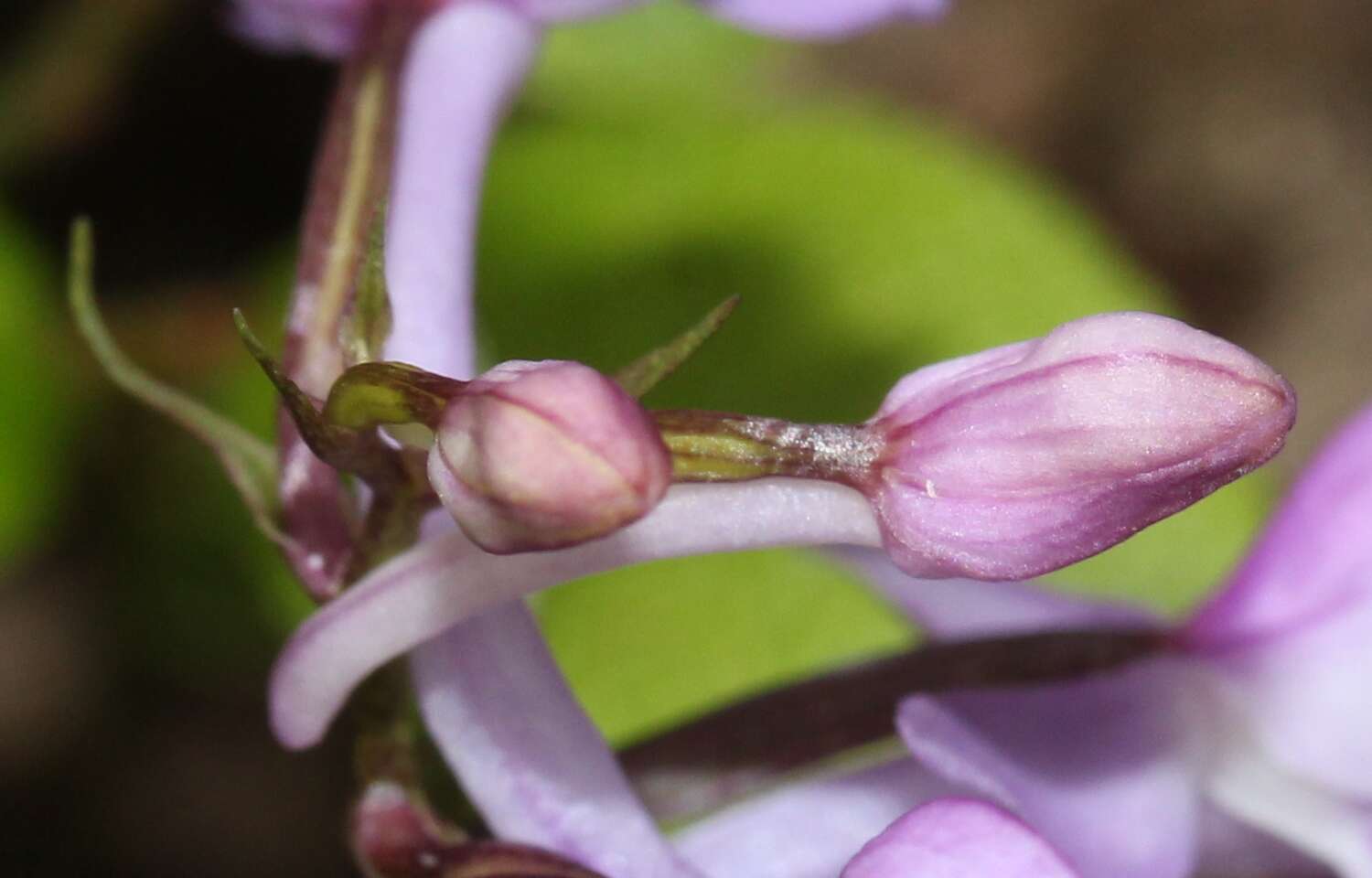 Imagem de Ponerorchis graminifolia Rchb. fil.