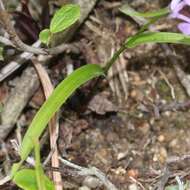 Imagem de Ponerorchis graminifolia Rchb. fil.