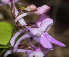 Imagem de Ponerorchis graminifolia Rchb. fil.