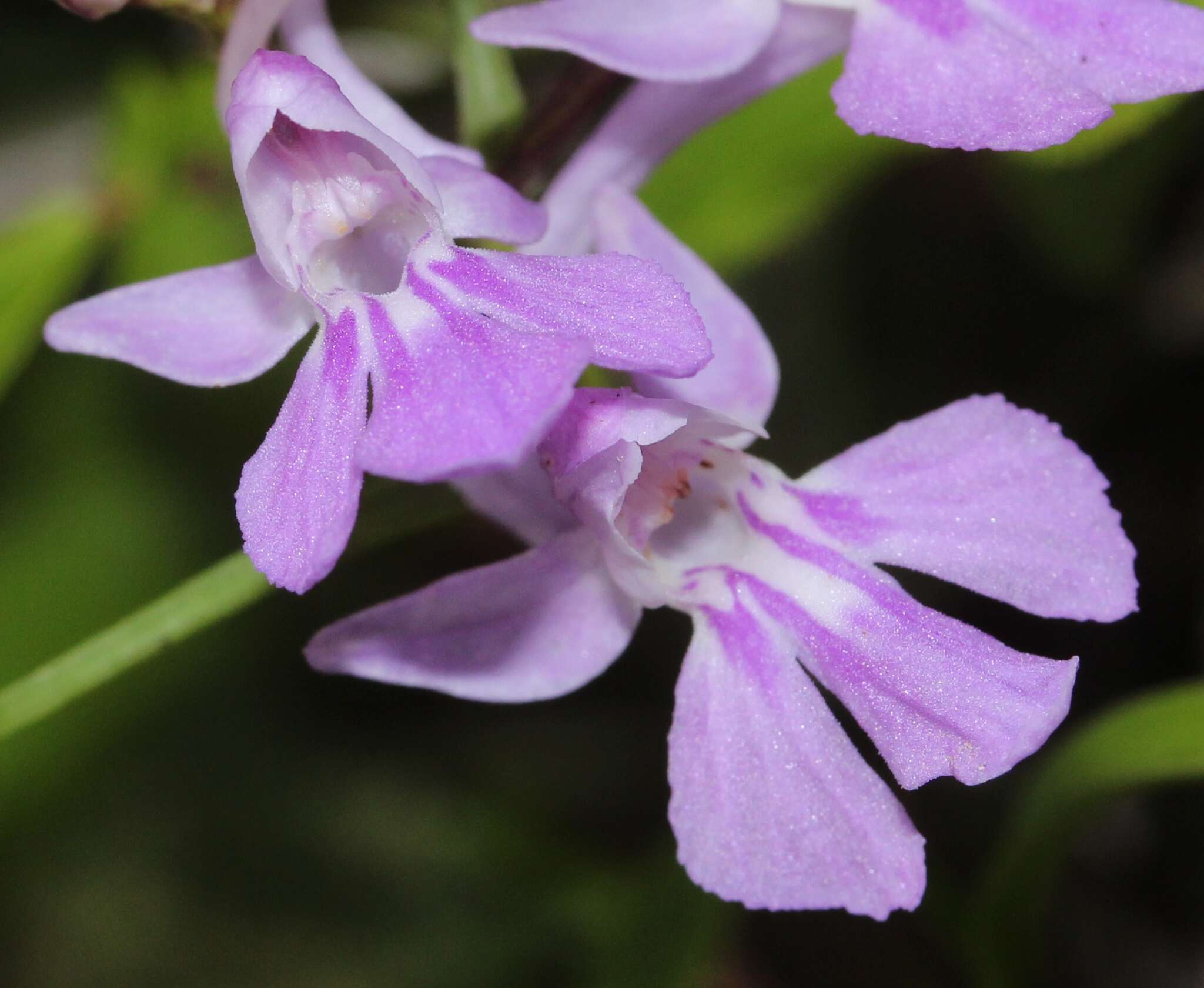 Imagem de Ponerorchis graminifolia Rchb. fil.