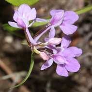 Imagem de Ponerorchis graminifolia Rchb. fil.