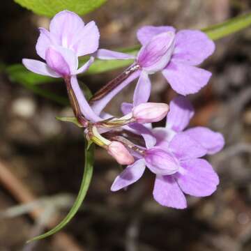 Image of Ponerorchis graminifolia Rchb. fil.