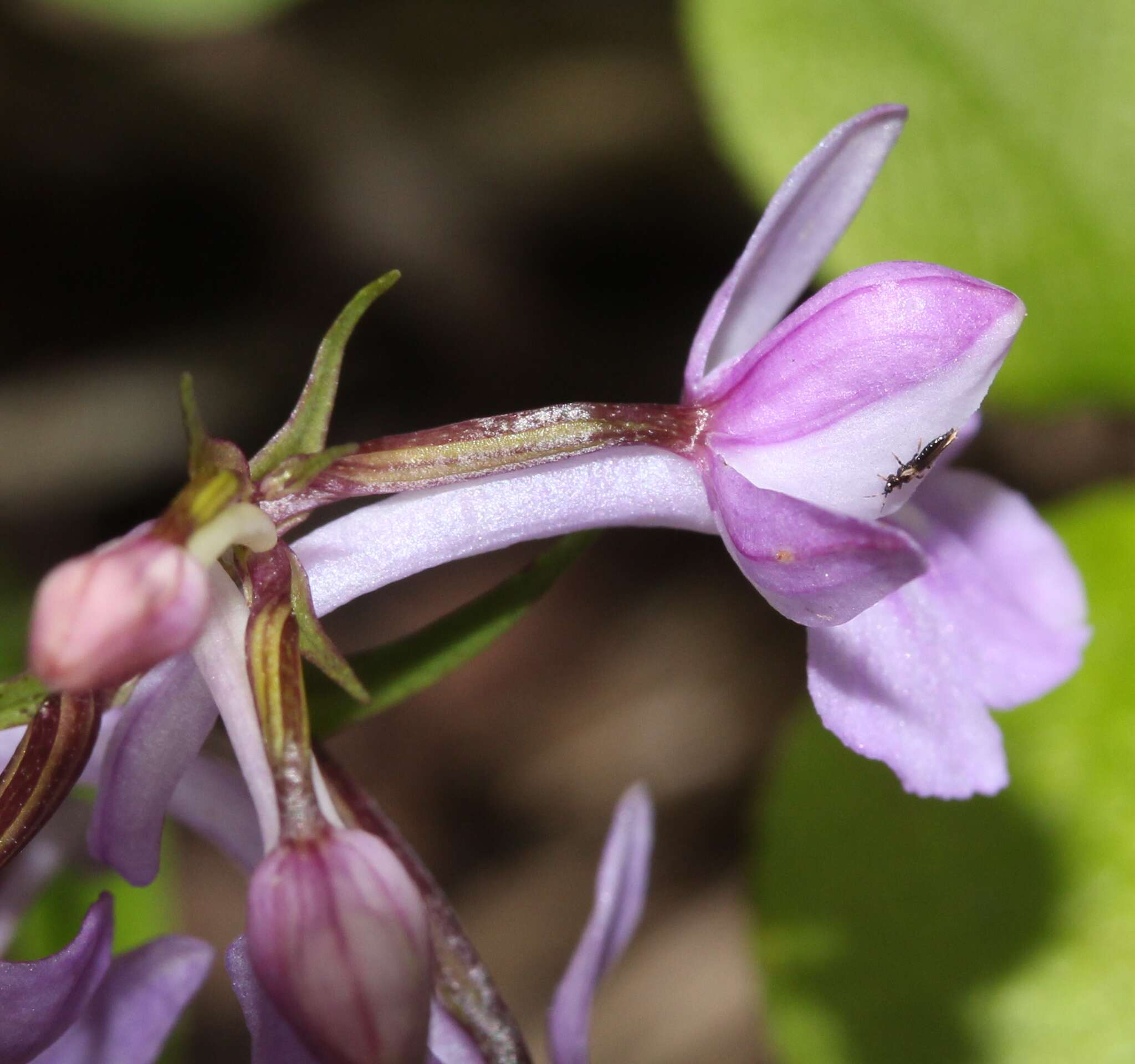 Imagem de Ponerorchis graminifolia Rchb. fil.