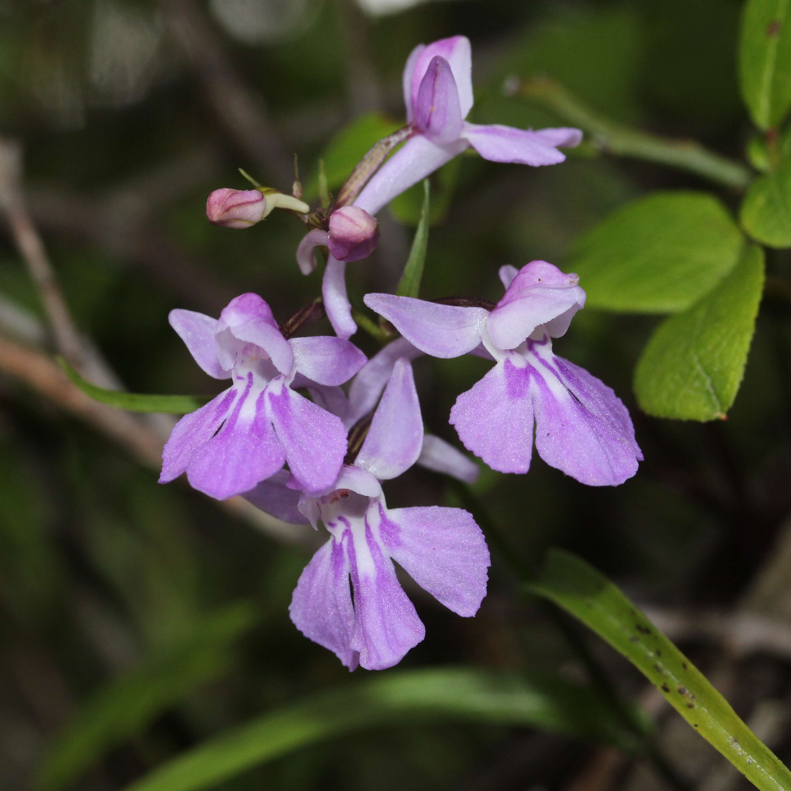 Imagem de Ponerorchis graminifolia Rchb. fil.