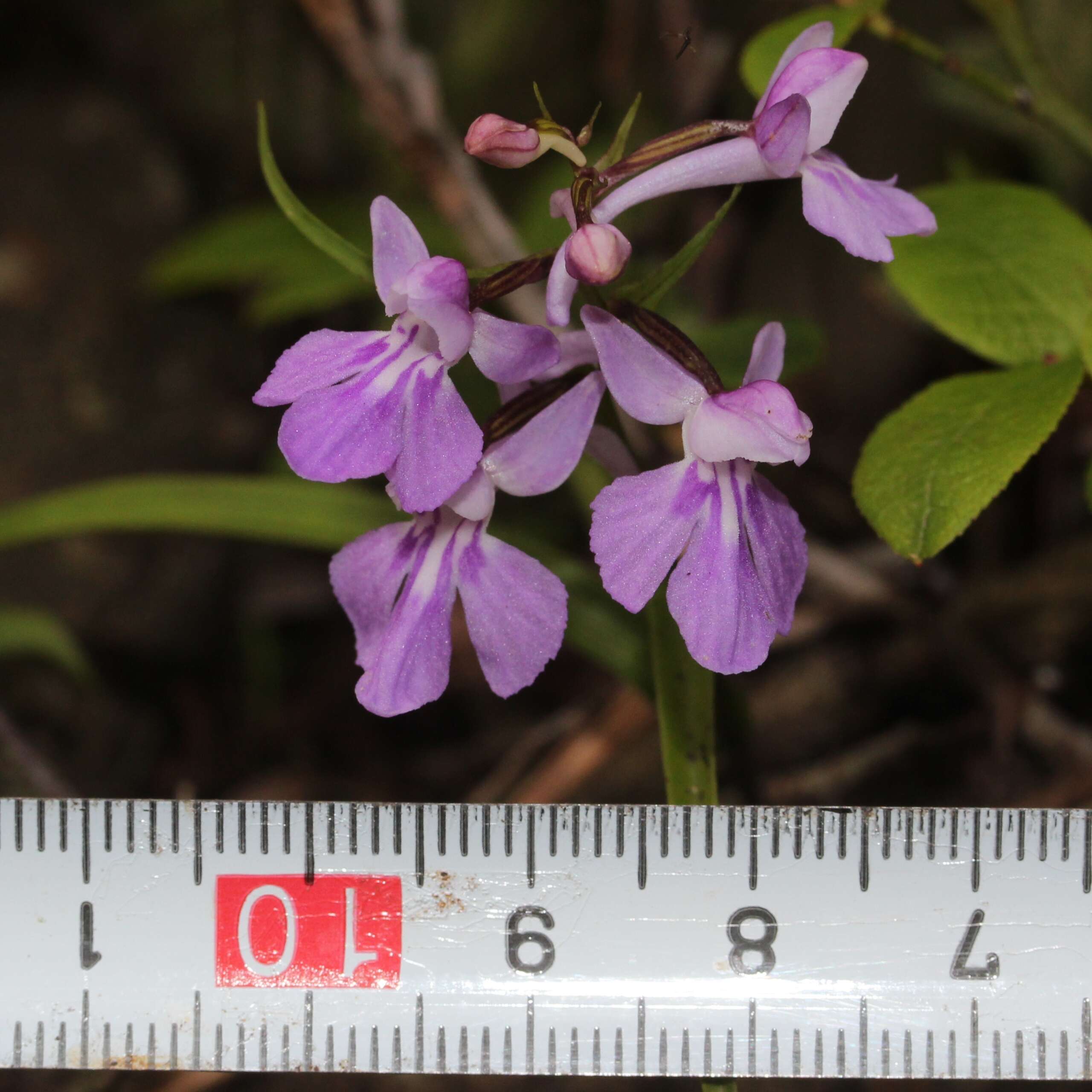 Imagem de Ponerorchis graminifolia Rchb. fil.