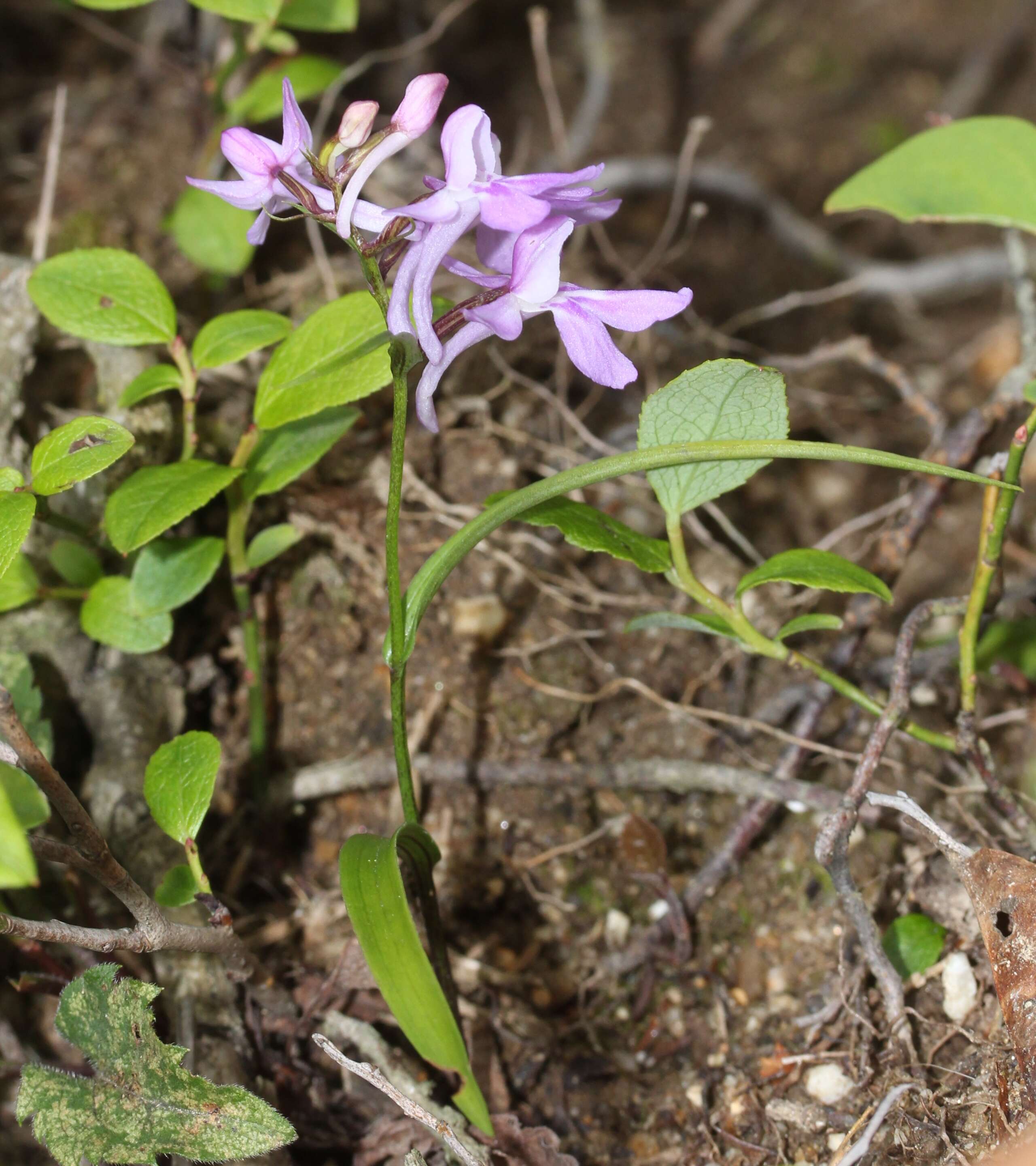 Imagem de Ponerorchis graminifolia Rchb. fil.