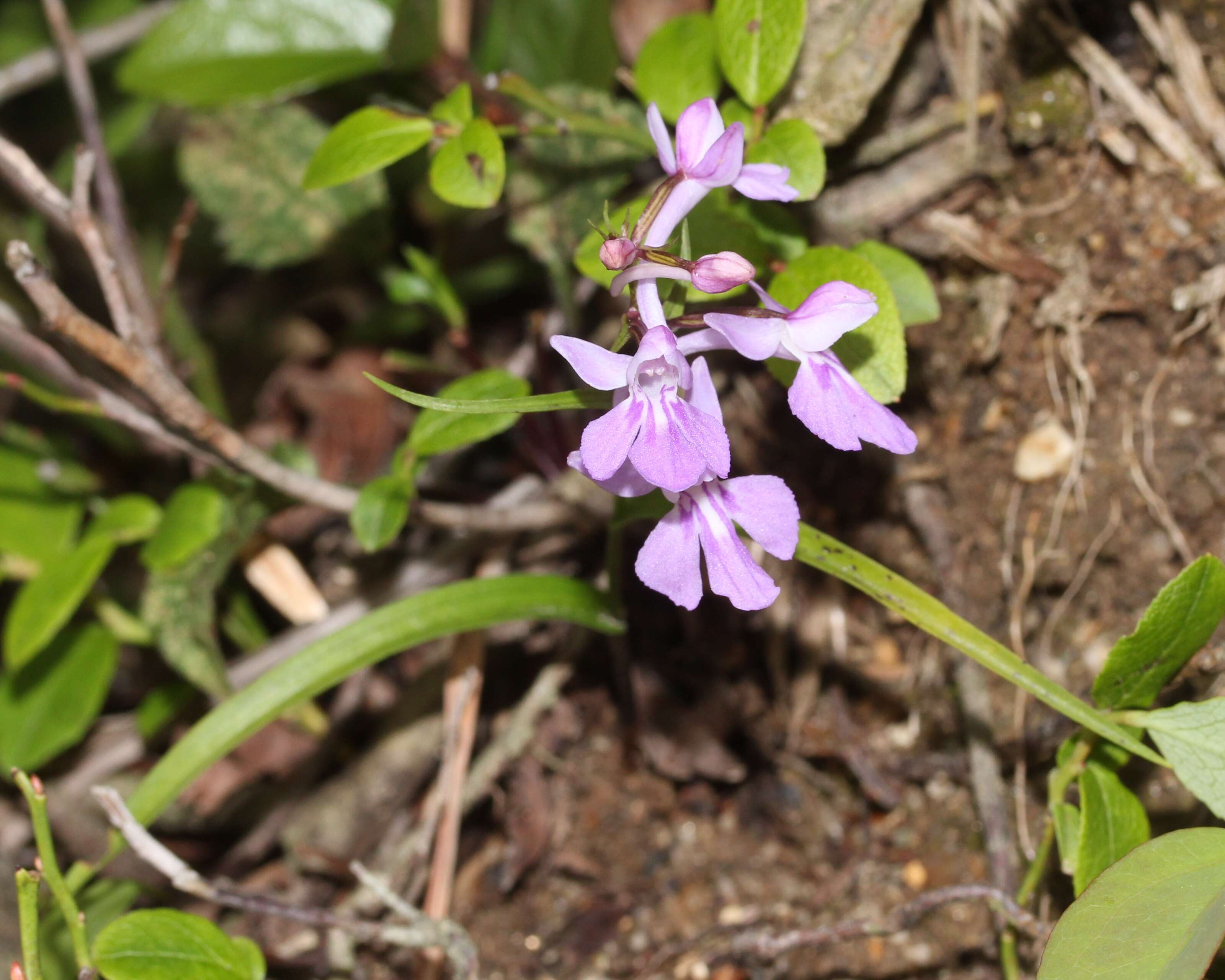 Imagem de Ponerorchis graminifolia Rchb. fil.